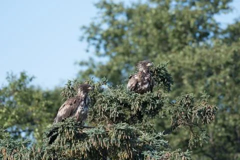Two immature bald eagles in a tree Stock-Fotos
