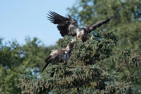 Two immature bald eagles in a tree 스톡 사진