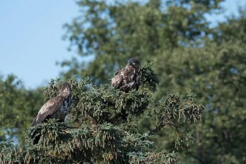 Two immature bald eagles in a tree Stock-Fotos