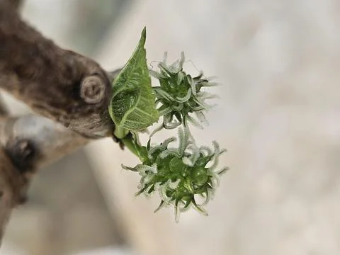 Two immature blackberry shoots Stock Photos