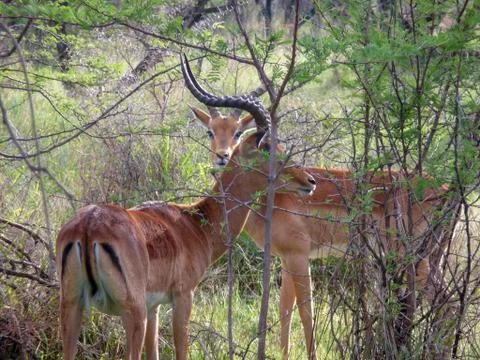 Two impala antelope hide in an acacia thicket in the bushveld in South Africa Stock Photos