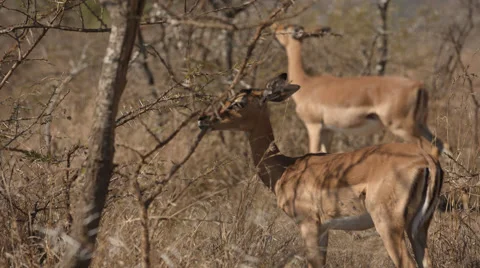 Two Impala eating grass Stock Footage 54062166
