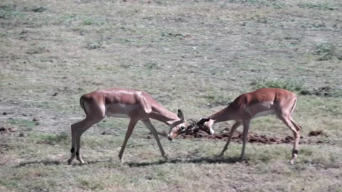 Two Impala fighting Stock Footage 142486637