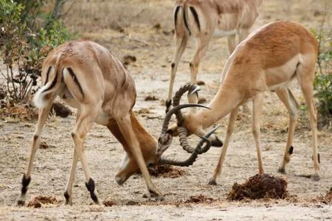 Two Impala Fighting Stock Photos