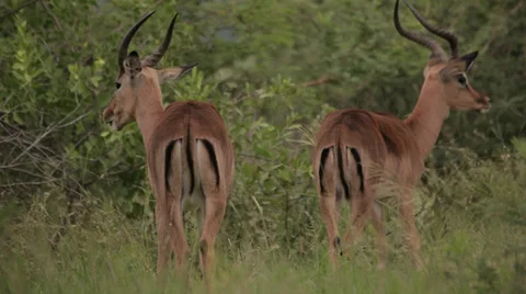 Two Impala Stock Footage 28552368