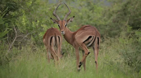 Two Impala Stock Footage 28560660