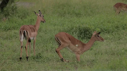 Two Impala Stock Footage 28645883