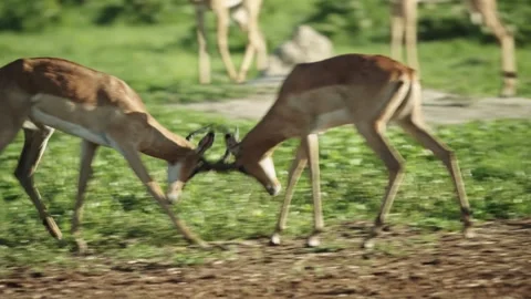 Two impalas fight Stock Footage 328481896