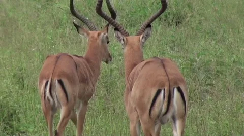 Two impalas on the green meadow (close up). Safari in Tanzania Video stock 56343356