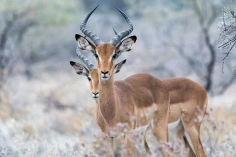 Two impalas Stock Photos