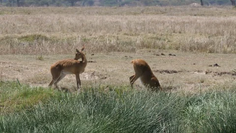Two Impalas, Serengeti Video stock 125510730