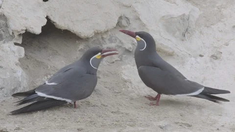Two Inca terns (one with a fish) calling outside of a burrow Stock Footage 116644316