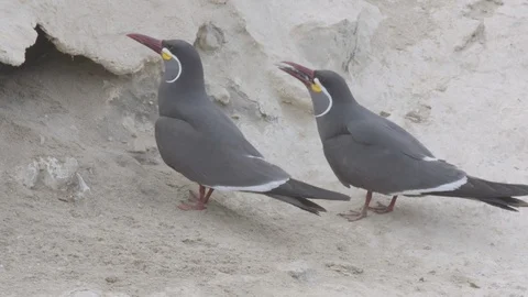 Two Inca terns (one with a fish) calling outside of a burrow Stock Footage 116644720