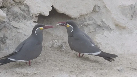 Two Inca terns (one with a fish) calling outside of a burrow Stock Footage 116644818