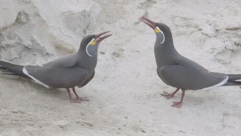 Two Inca terns (one with a fish) calling outside of a burrow Stock Footage 116644954