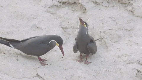 Two Inca terns (one with a fish) calling outside of a burrow Stock Footage 116645023