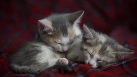 Two incredibly cute sleeping kittens lie on a red blanket on New Year's Eve Stock Footage 159522976