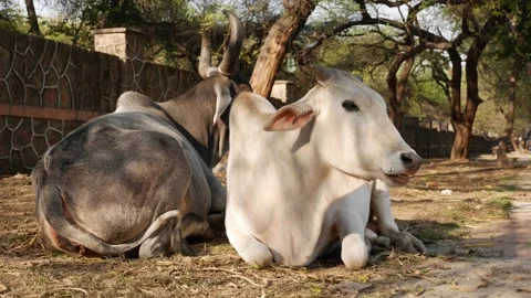 Two Indian cows also known as zebu or Bos taurus indicus taking a rest in the Stock Footage 201148607