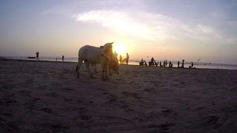 Two indian cows in sun rays against the sea. Vídeos de archivo 163327109