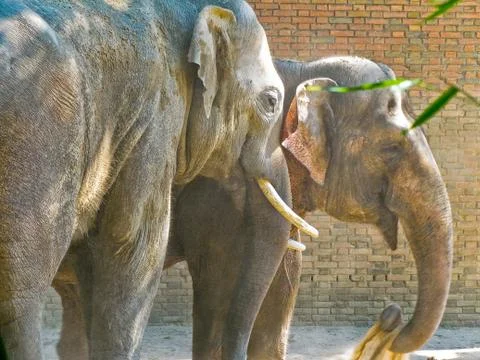 Two indian elephants Stock Photos