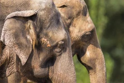Two Indian elephants Stock Photos