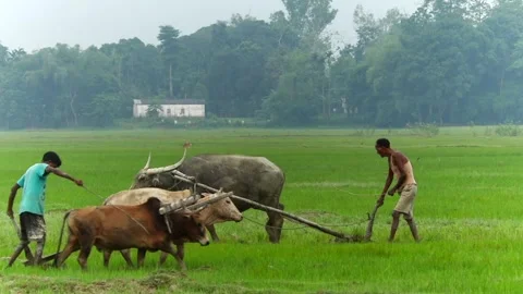 Two Indian Farmers Plowing Paddy Field with Oxen and Water Buffalo Video stock 336531491