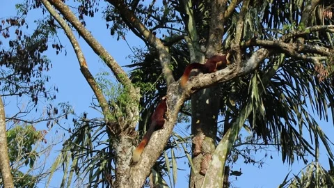 Two Indian giant squirrel playing. Rare moment of Ratufa Indica Video stock 150988660