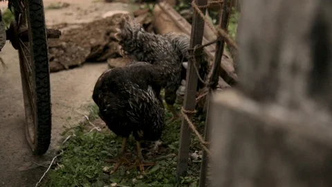 Two Indian hens are preening themselves beside a dustbin Vídeos de archivo 117126374