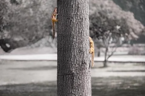 Two Indian Palm Squirrels, on two sides of the tree Stock Photos