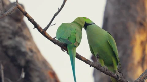 Two Indian parrots engaging on the tree branch. 스톡 동영상 304693327