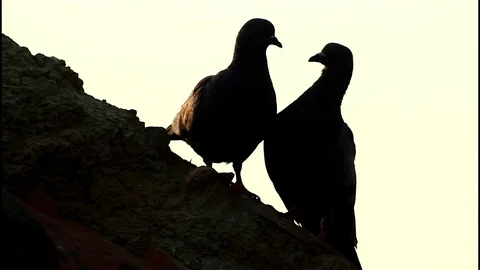 Two Indian pigeon are mating and kissing Stock Footage 105441360