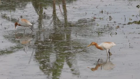 Two Indian Pond Herons are catching insects Stock Footage 314577980