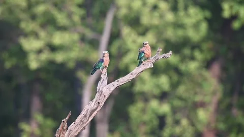 Two Indian rollers perched as the wind blows in Bandhavgarh national park Stock Footage 340408948