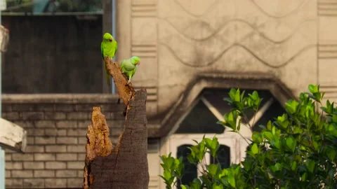 Two indian rose-ringed parakeet or green parrots sitting on a dead tree in ur Stock Footage 189175223