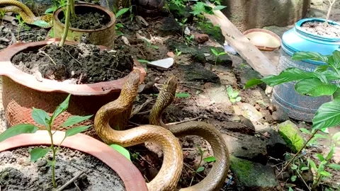 Two Indian snakes are mating in an aband... | Stock Video | Pond5