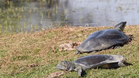 Two Indian softshell turtle or Ganges softshell turtle or Nilssonia gangetica Stock Footage 300371087
