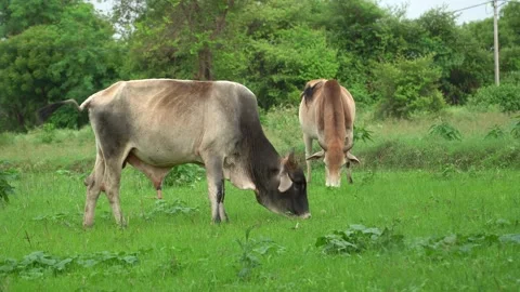 Two-indian-zebu-cows-grazing-green-pasture-rural-agriculture-landscape-4k.mp Stock Footage 339945640