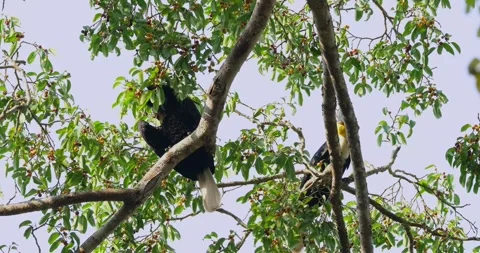 Two individuals foraging and then the males turns to jump on a branch and Stock Footage 269281612