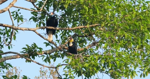 Two individuals perched on two branches looking around during the morning, Stock Footage 269283749