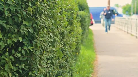 Two individuals walk along a sidewalk beside green bushes in a suburban area Stockbeeldmateriaal 344675165