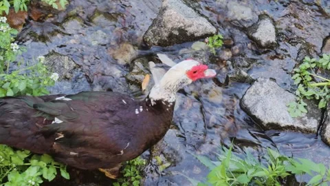 Two Indo ducks walk in the creek. Stock Footage 134124560