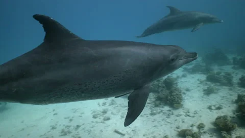 Two Indo-Pacific bottlenose dolphins pass over a Red Sea coral reef Stock Footage 149270921