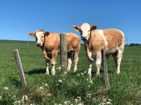 Two inquisitive cows in a field 库存照片