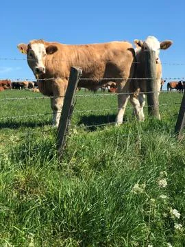 Two inquisitive cows in a field Stock Photos