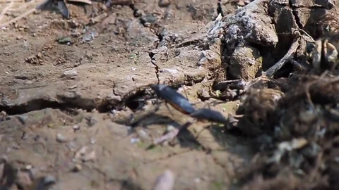 Two insect breeding Stock Footage 83713434