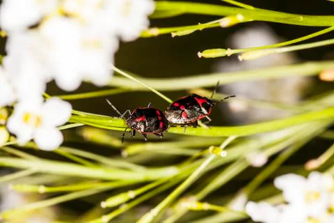 Two insects are copulating on the grass Stock Photos