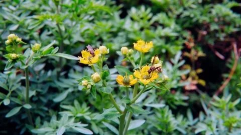 Two insects Stock Footage 239278124