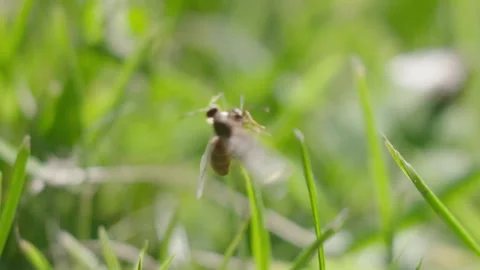 Two insects on grass tip Stock Footage 163274965