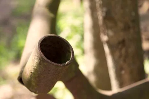 Two insects having fun on a rusty pipe in the forest near Umedalen Stock Photos