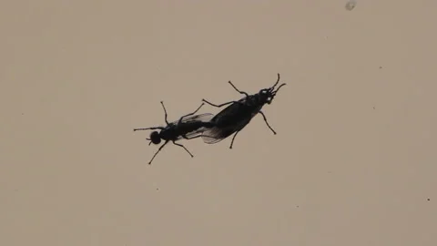 Two insects joined/ cleaning Stock Footage 161924630